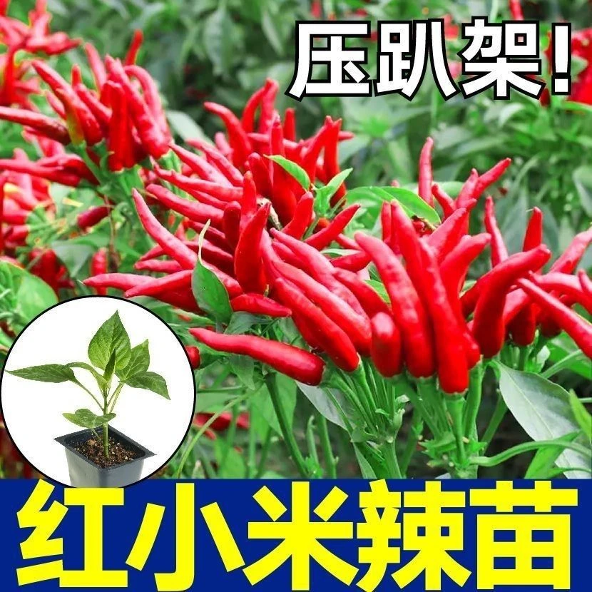 正宗特辣红小米辣秧苗带土球簇生白小米辣椒秧苗四季盆栽秋冬菜苗