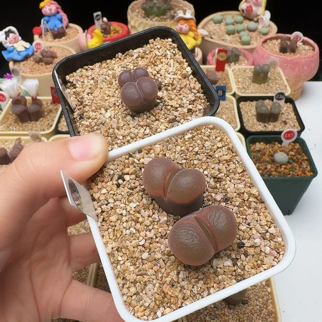 戏***人多肉植物福利风铃907926