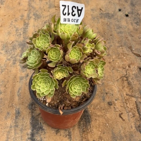 留**返312莲花座不包断枝