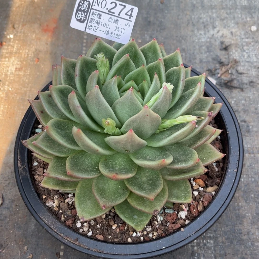 274………………肉种玛丽亚