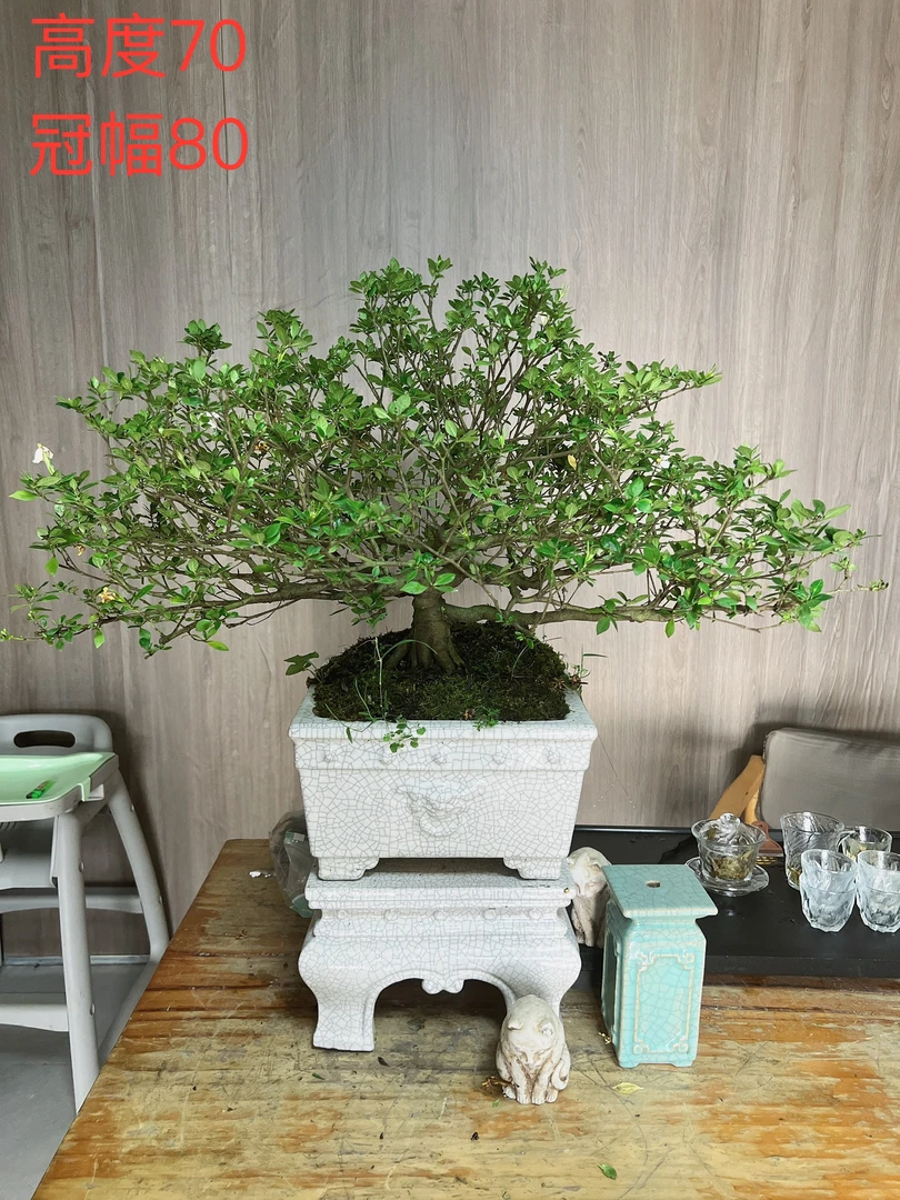 栀子花盆栽花卉室内外四季常青好养绿植