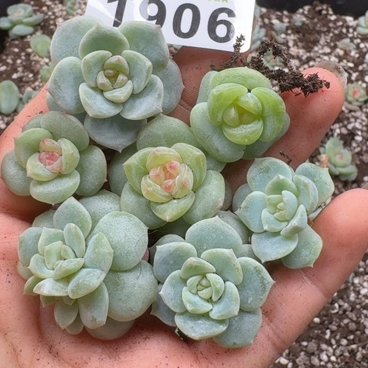 无花朵多肉植物多肉植物