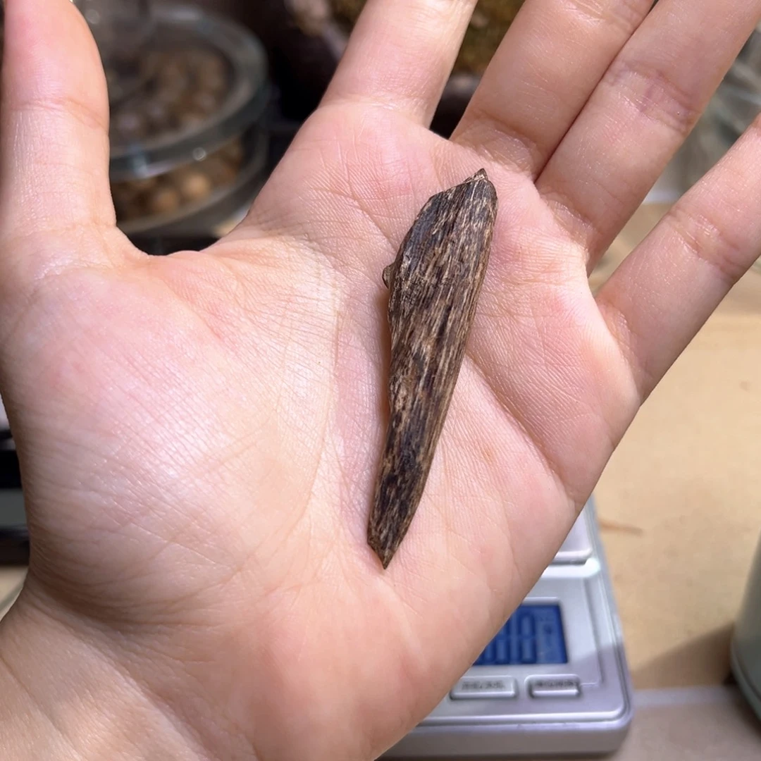 香榧木海南尖峰岭牙沉1.7克重福利