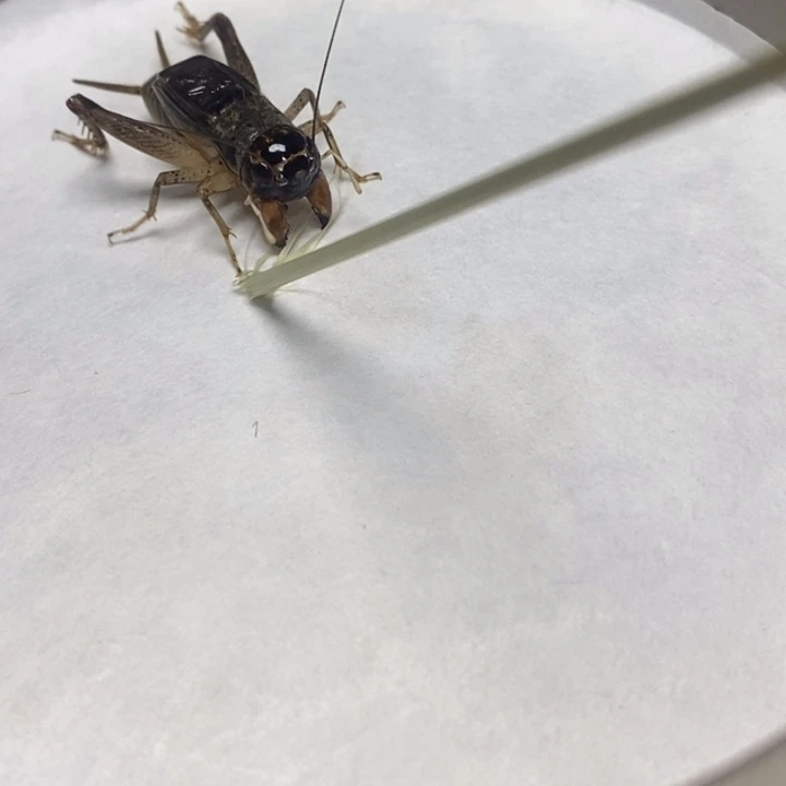 蟋蟀火系冬版 耐盘骨质硬