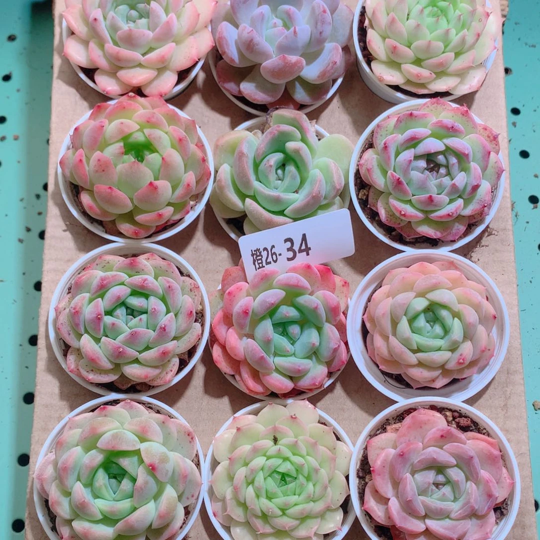 26-34一物一拍带盆18颗