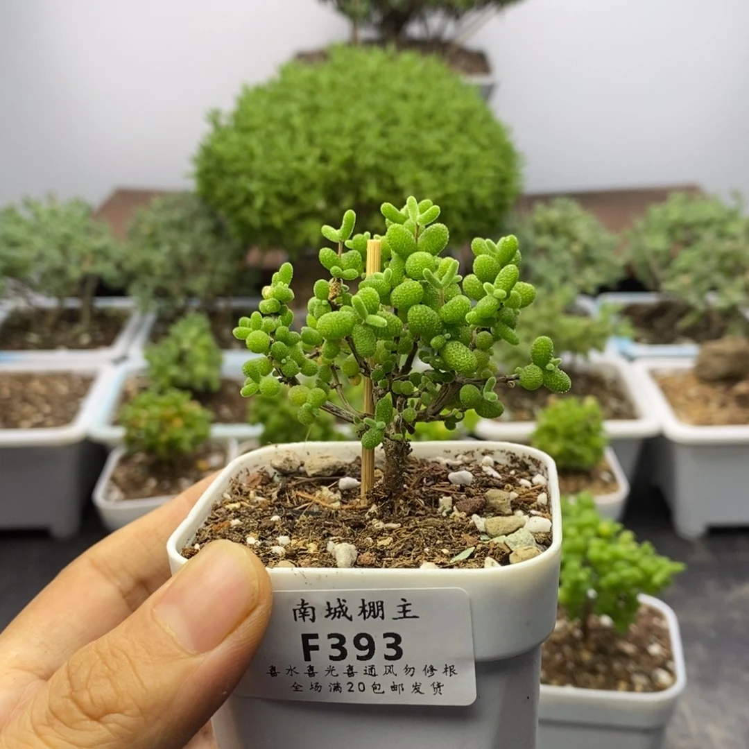 393金桔糖球枝干