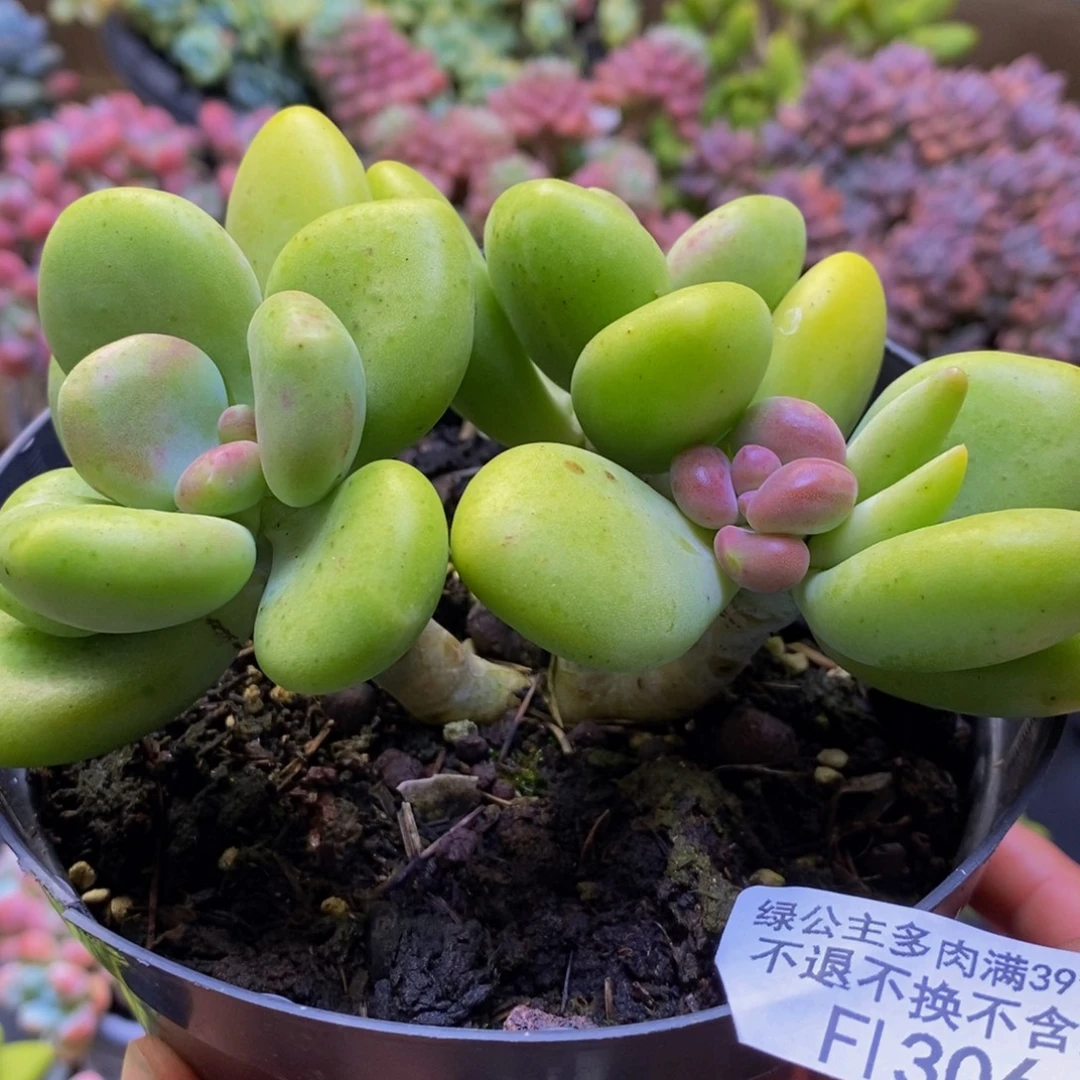 306芒果奶12cm多肉