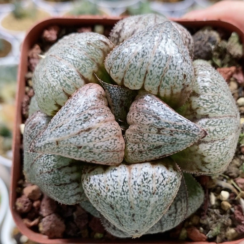 【闪购商品】46翡翠白银母本