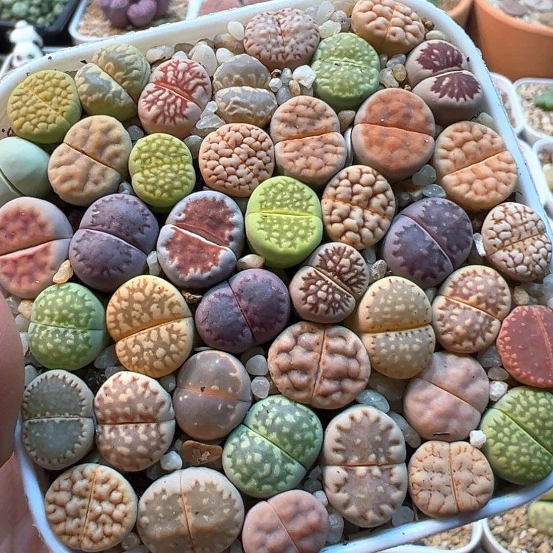 752多肉植物种类多样