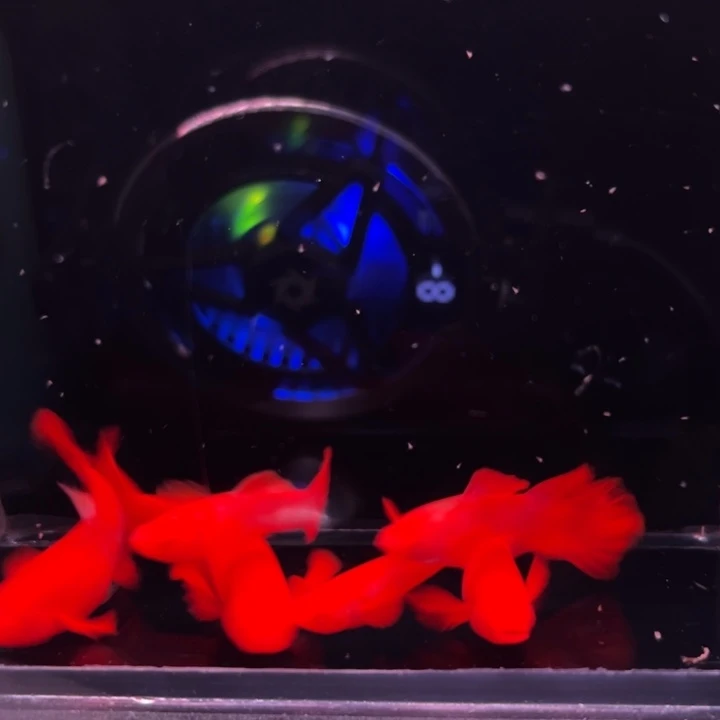 孔雀鱼火麒麟90-95红3对