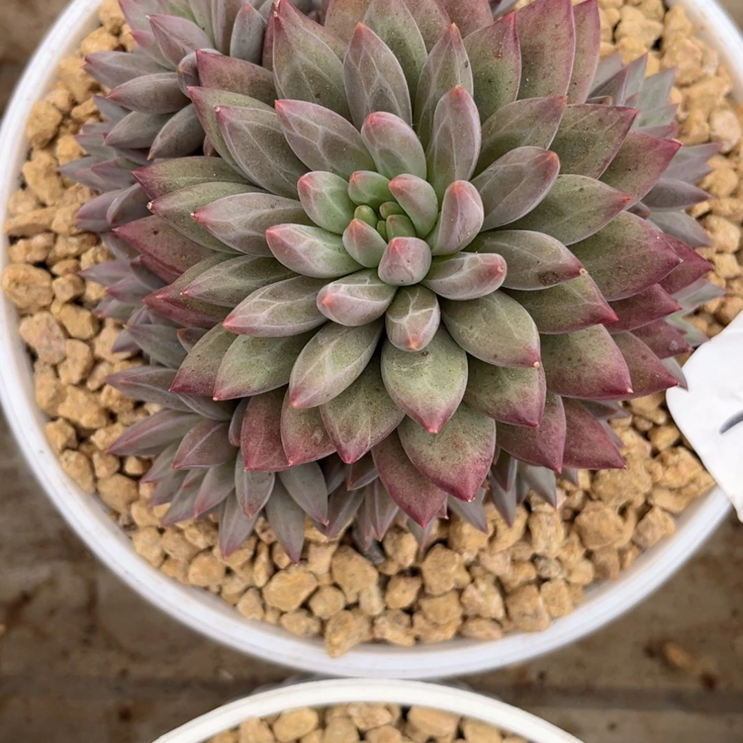 冬***)11.9-7如烟11111111111111