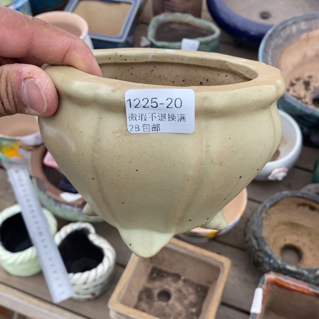 20号花盆内10高10