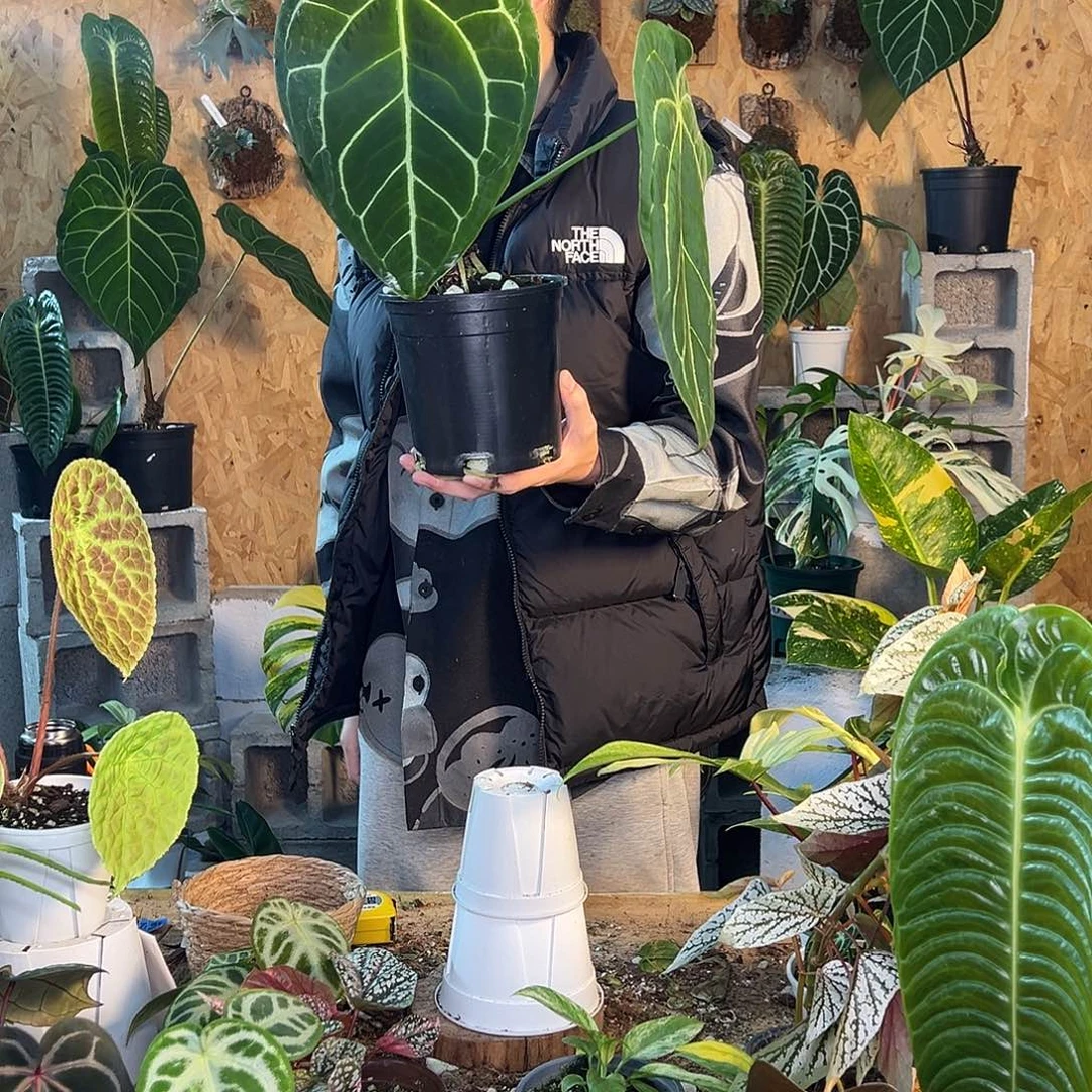 完全开放F27老桩花烛