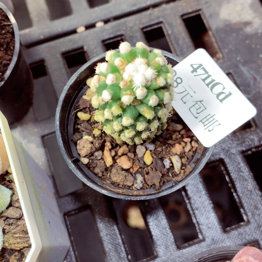 5厘米盆精控多肉4711