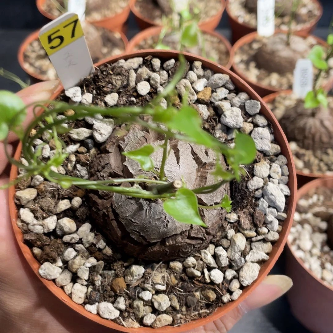 龟甲龙57号不退换