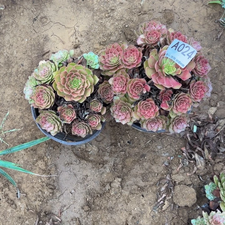 红魔2颗多肉植物024.