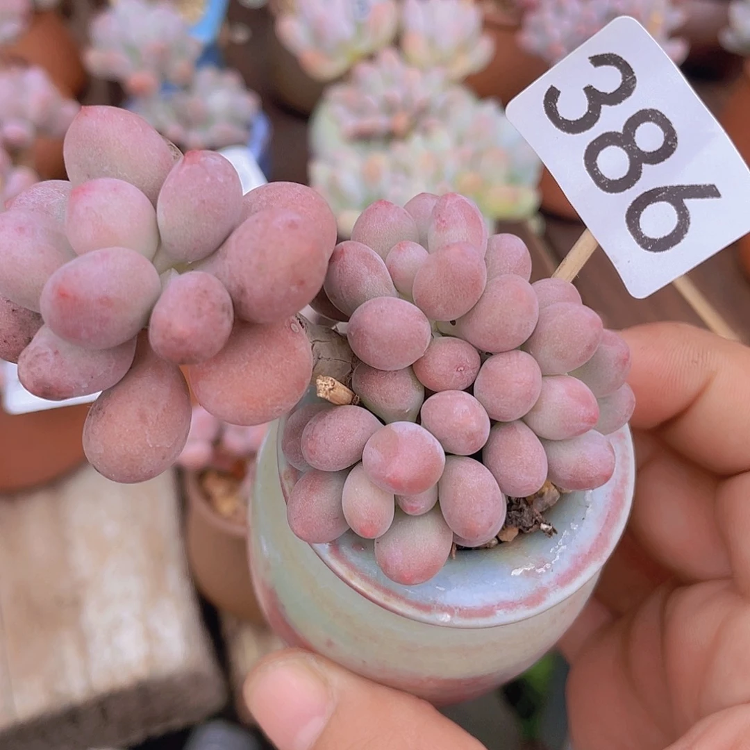 奶尖多肉植物多肉