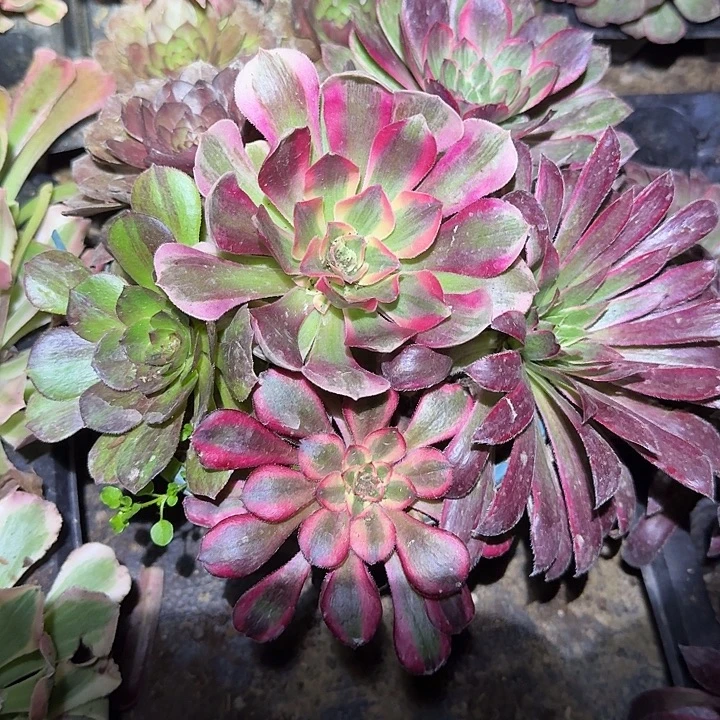 新人见面礼福利6颗法师不同品种