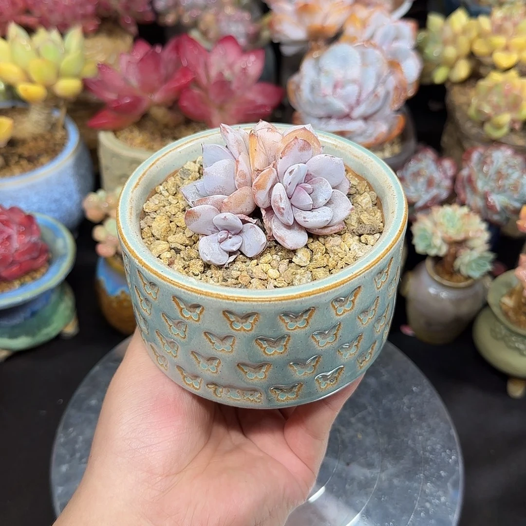 韩版奶茶6cm带盆土发货