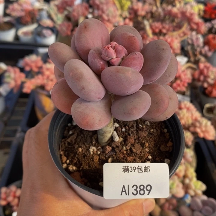 蛋黄奶单头389多肉植物