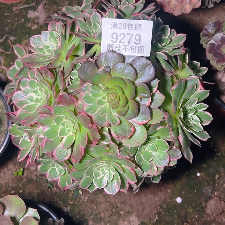 9279花脸水蜜桃多肉植物