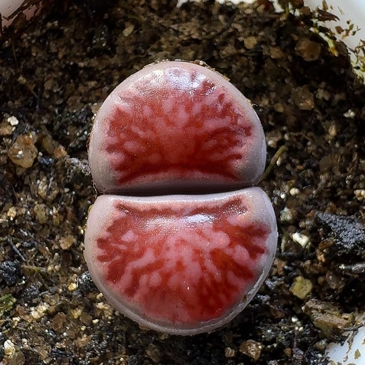 生石花1111212。  317