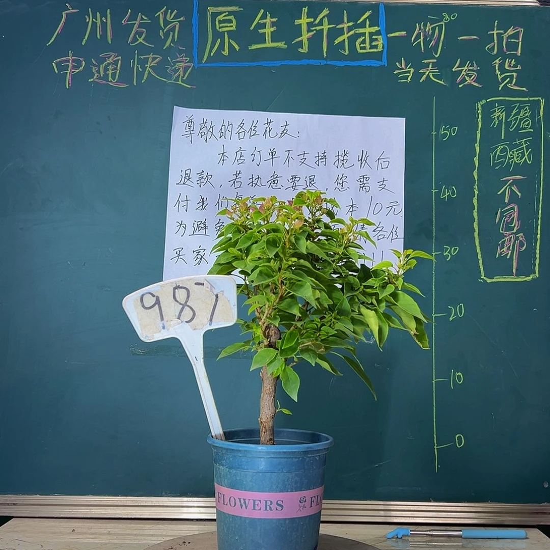 当前无花栽培后可以开花  粗杆 粉狐狸  987