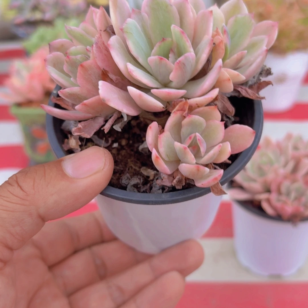 花车锦多肉植物24.8