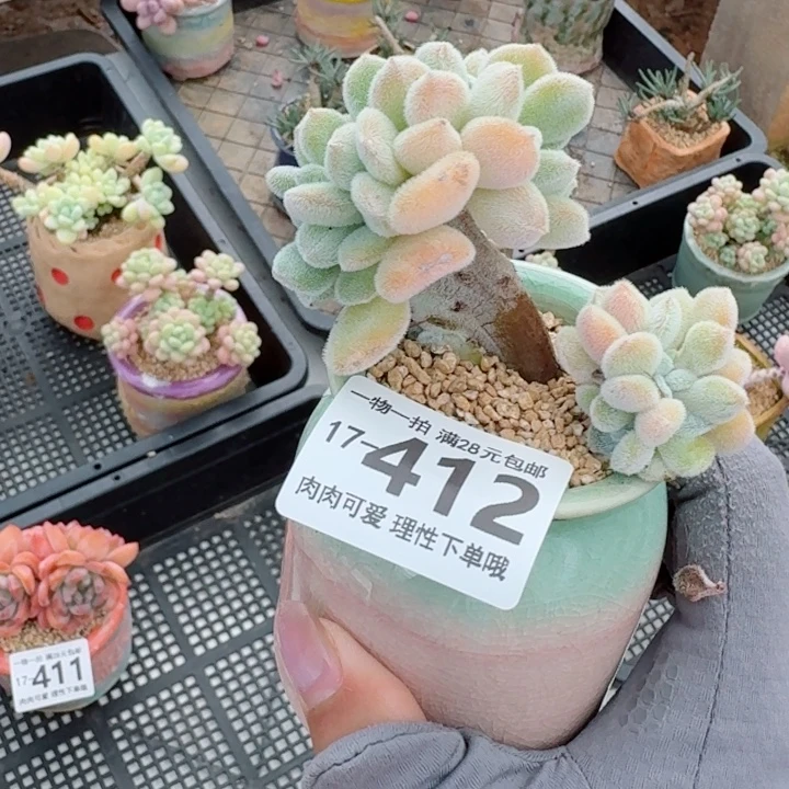 雪晃星缀化无盆土发货多肉多