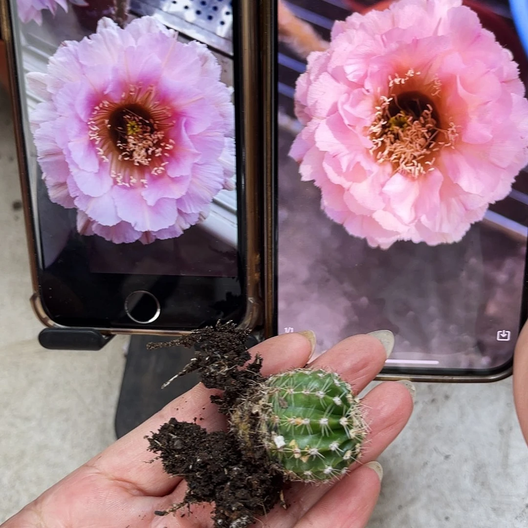 彩草523号有根2公分左右