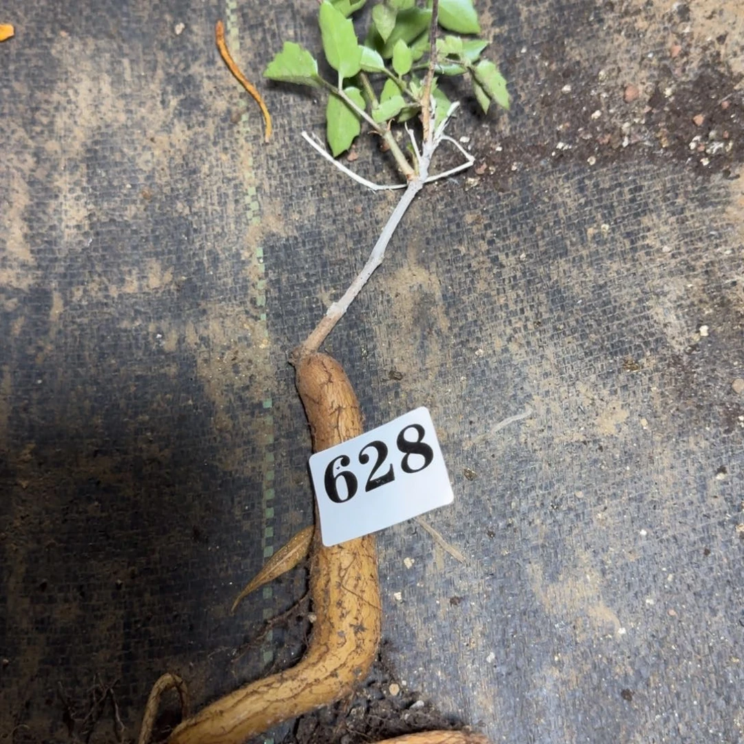 象足葡萄瓮一物一拍多肉