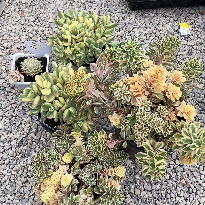 三***牛贝加尔湖锦多肉植物