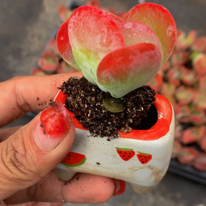 唐印10颗 （满9.99包邮不满9.99发叶子）