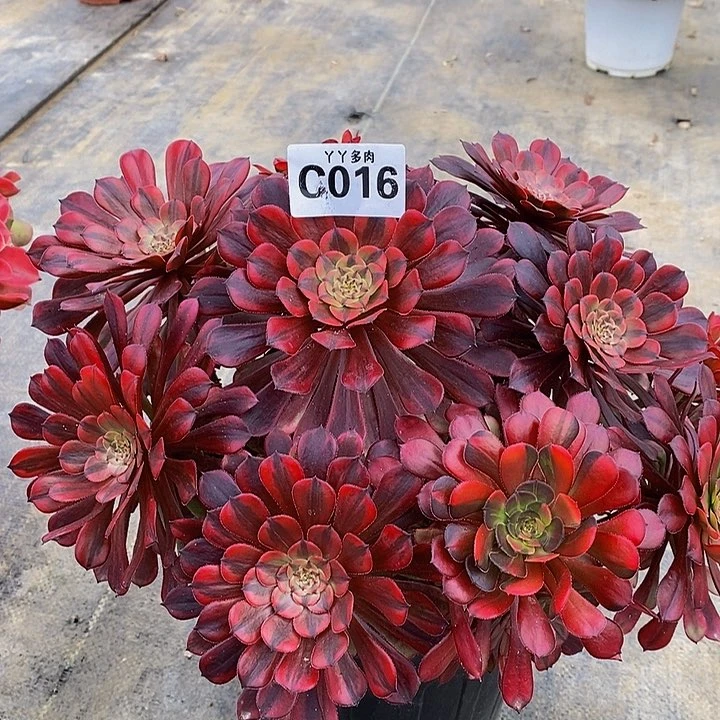 多肉植物法师烟花016