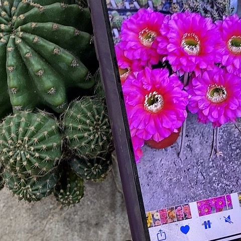 龙桃金仙人球，357899