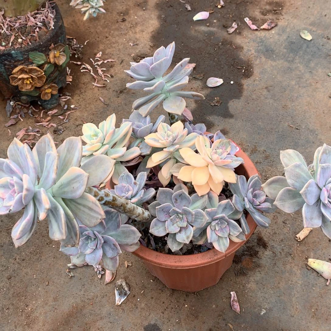 紫乐锦1625晓晓一物一拍