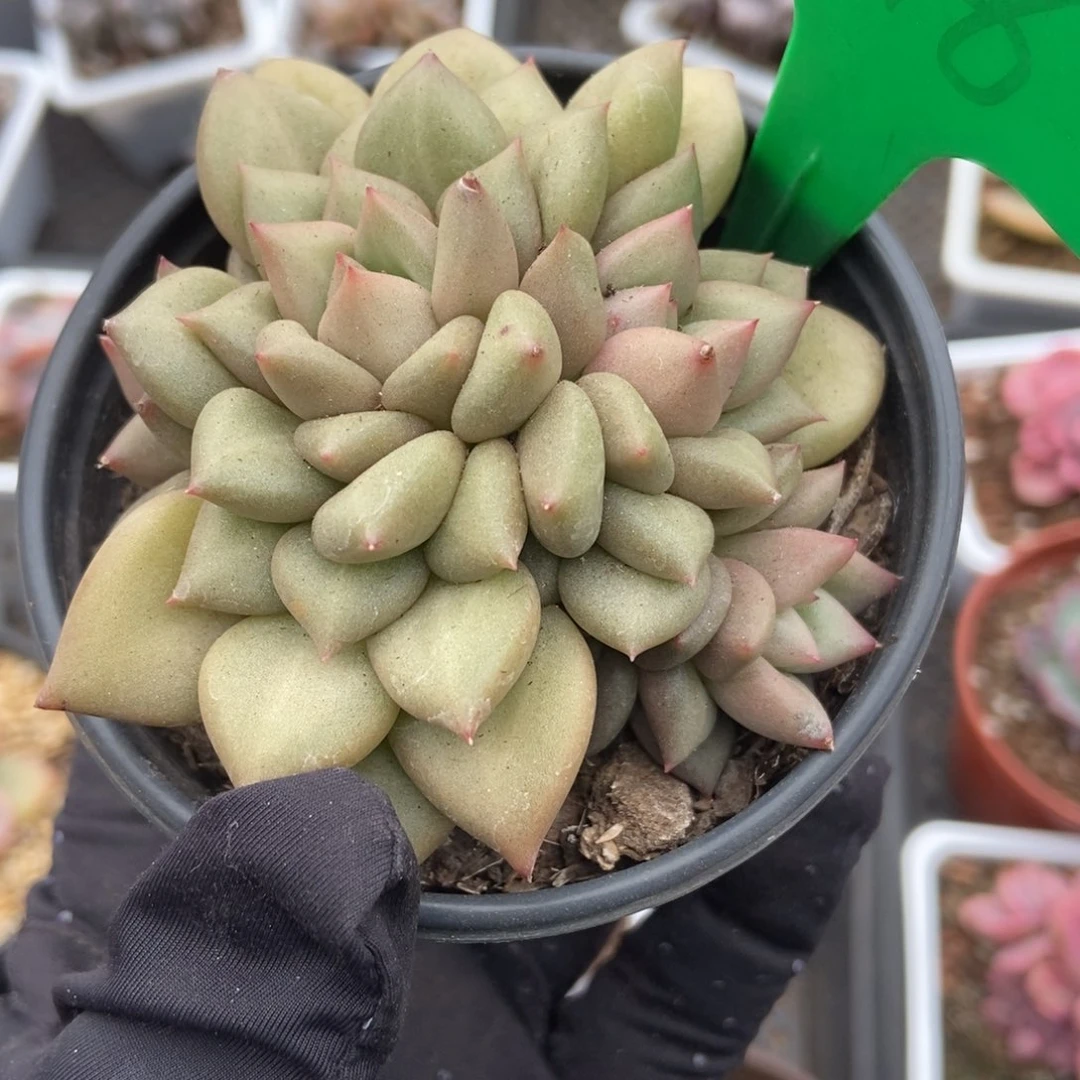 746象牙多肉植物保护