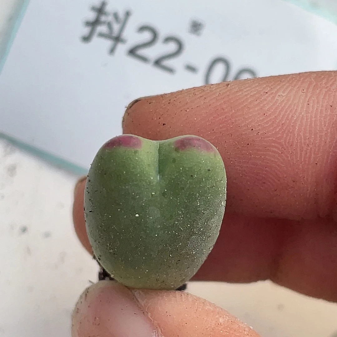 22-68肉锥多肉植物比卡丘