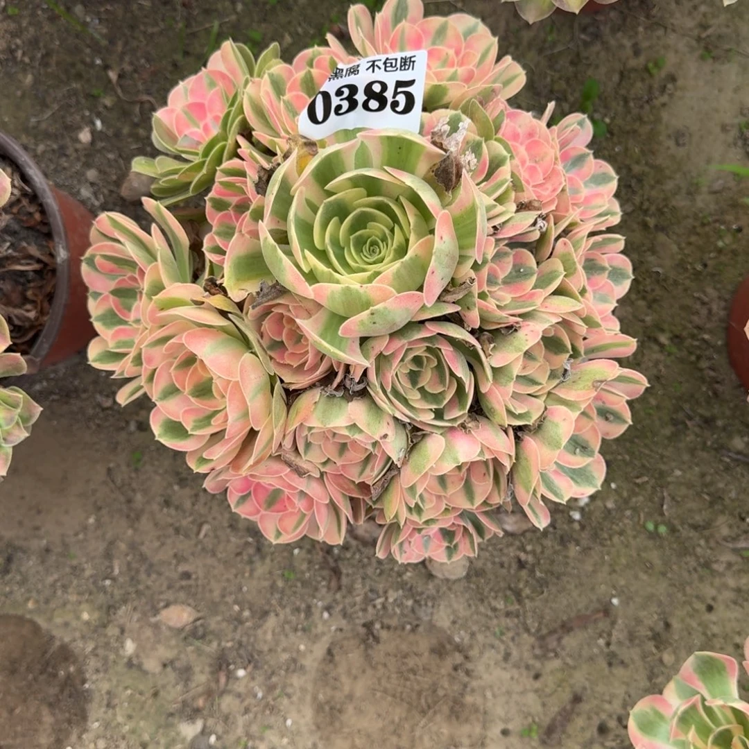 18阴法师粉女巫带花脸0385