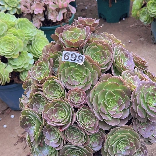 安***宿多肉植物一个荷兰玫瑰