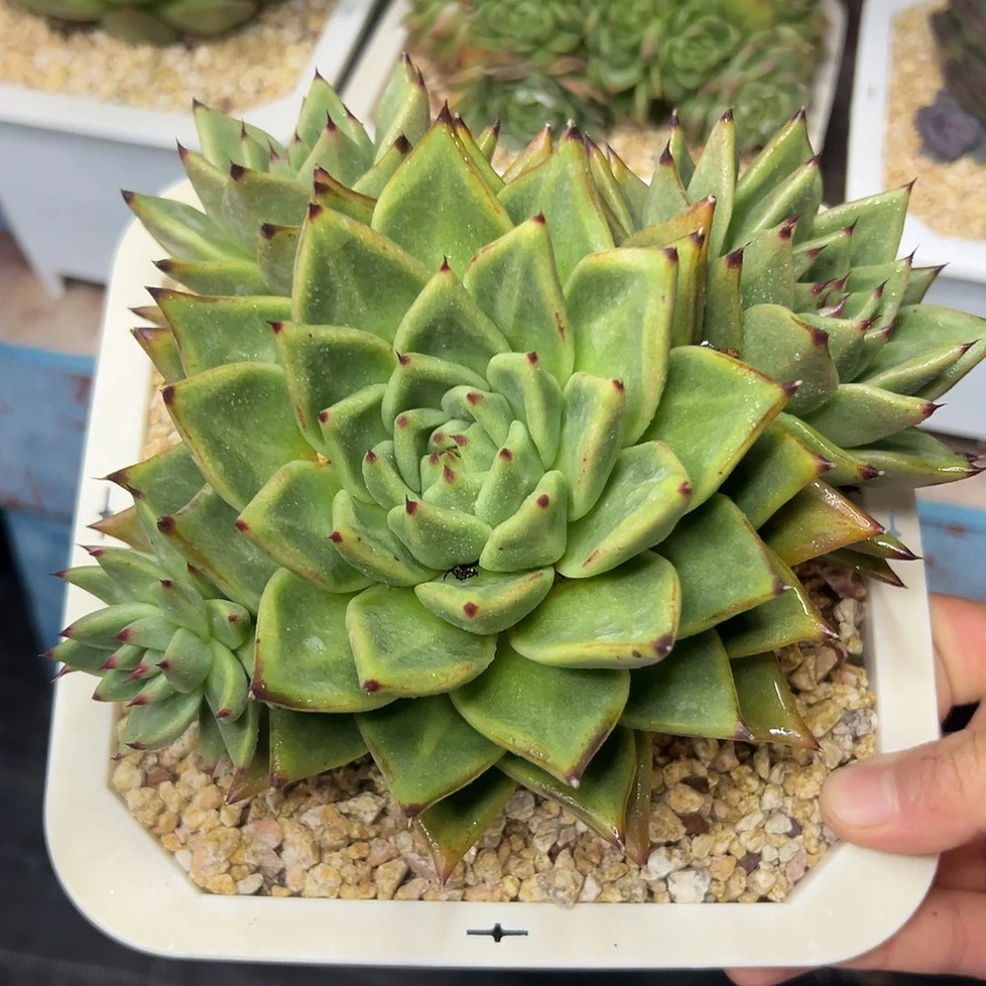 多肉植物一物一拍015