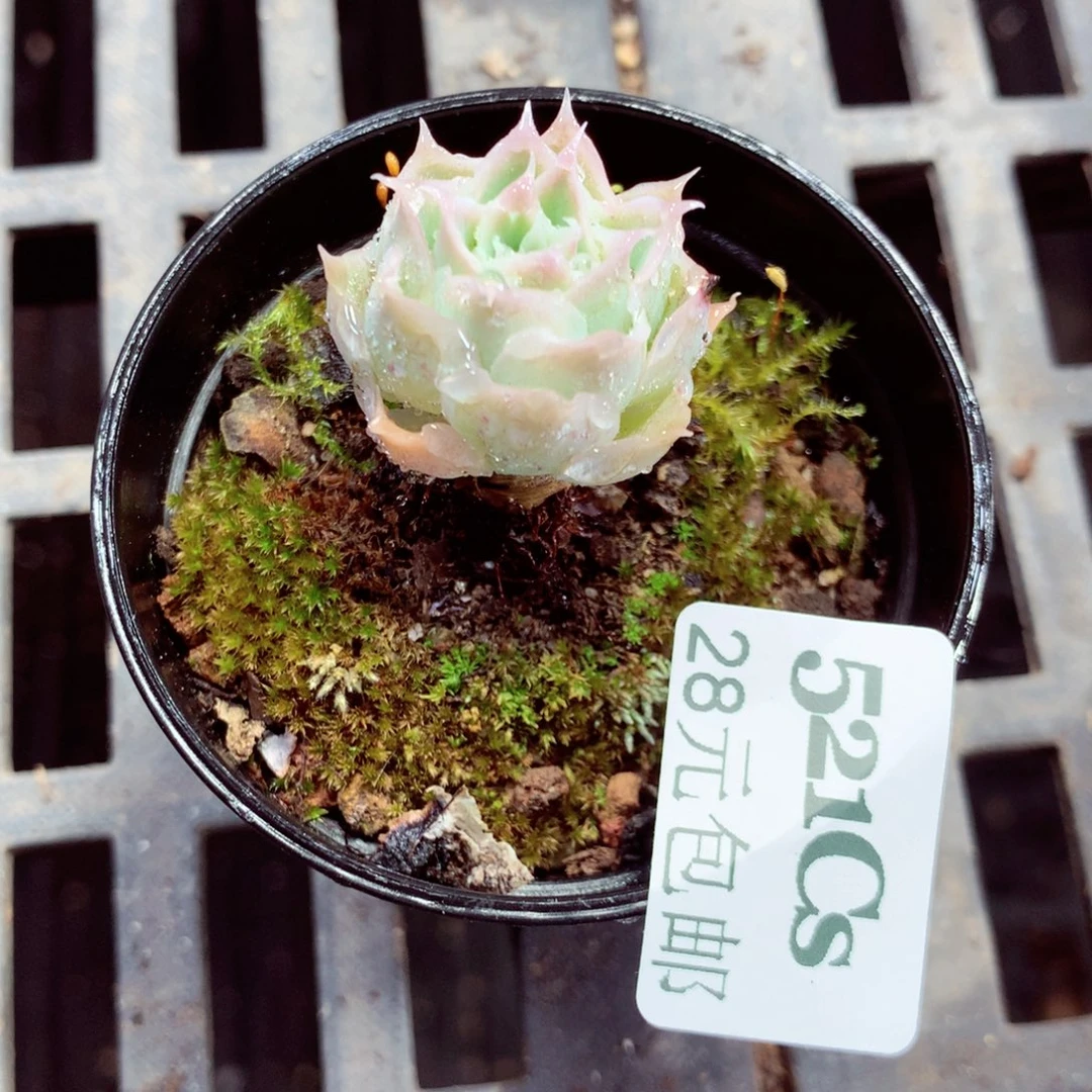 5厘米盆精控多肉521