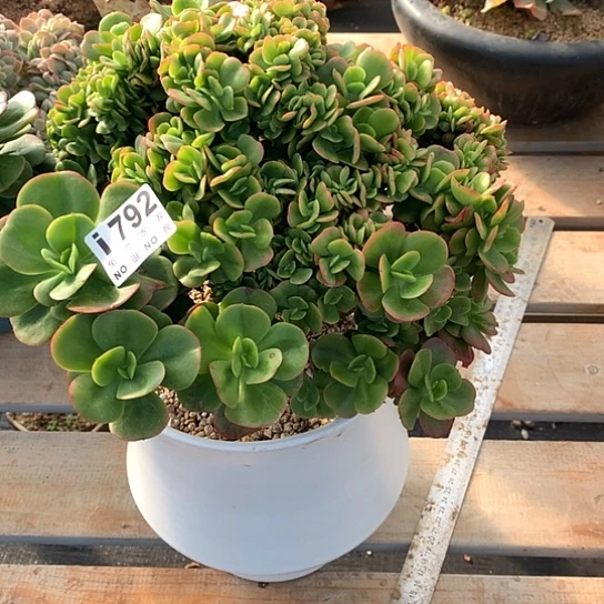 民***俗红梅缀化792 亏本处理不退不换7-8天发