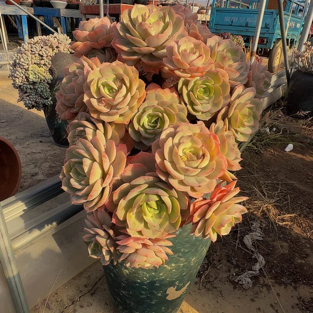 虎***三他哈怕他啦啦爸爸啊