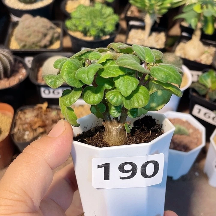 190爱氏延命草块根