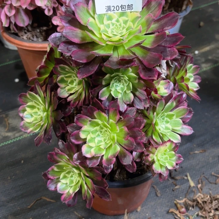 瑞妈园艺，01.27.452