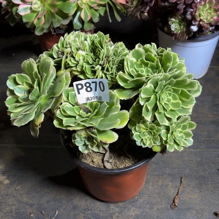 瑞妈，，，。。870迈缀，