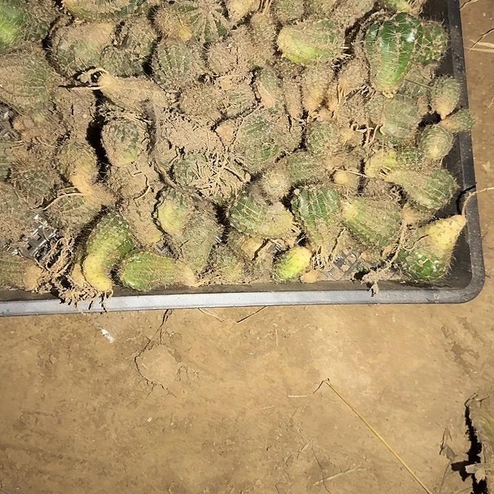 一盘彩草侧芽仙人球1号。无售后