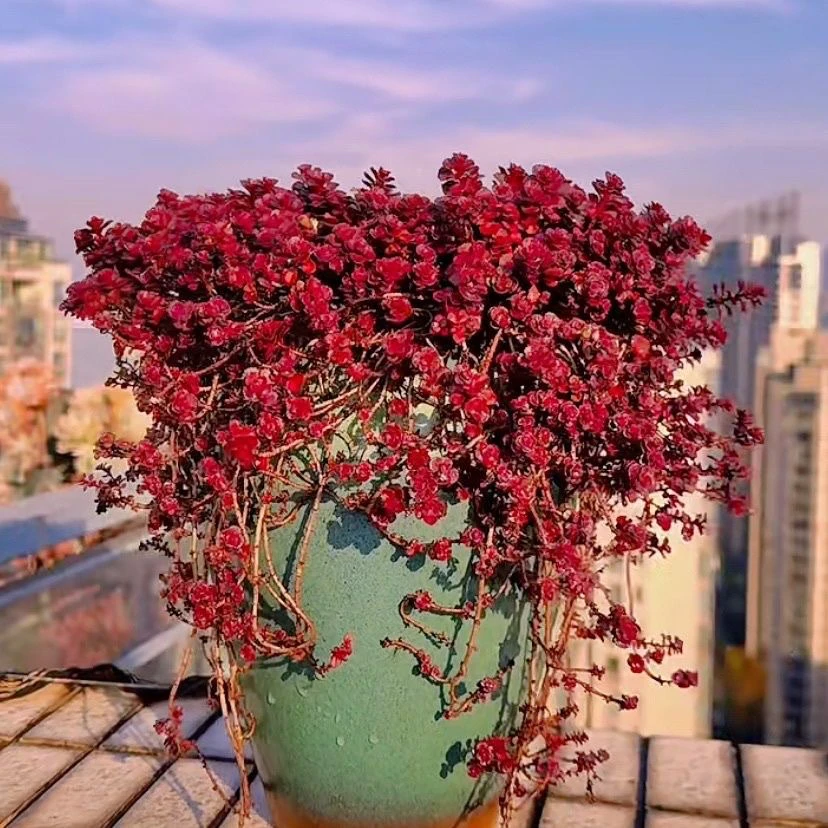 （满9.99包邮）小球玫瑰8-10cm 左右 猫小姐多肉