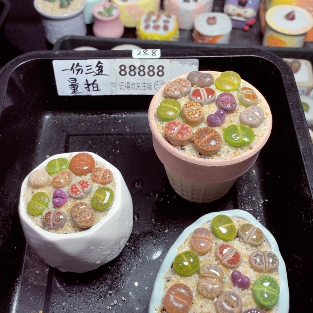 w88888一份三盆量拍